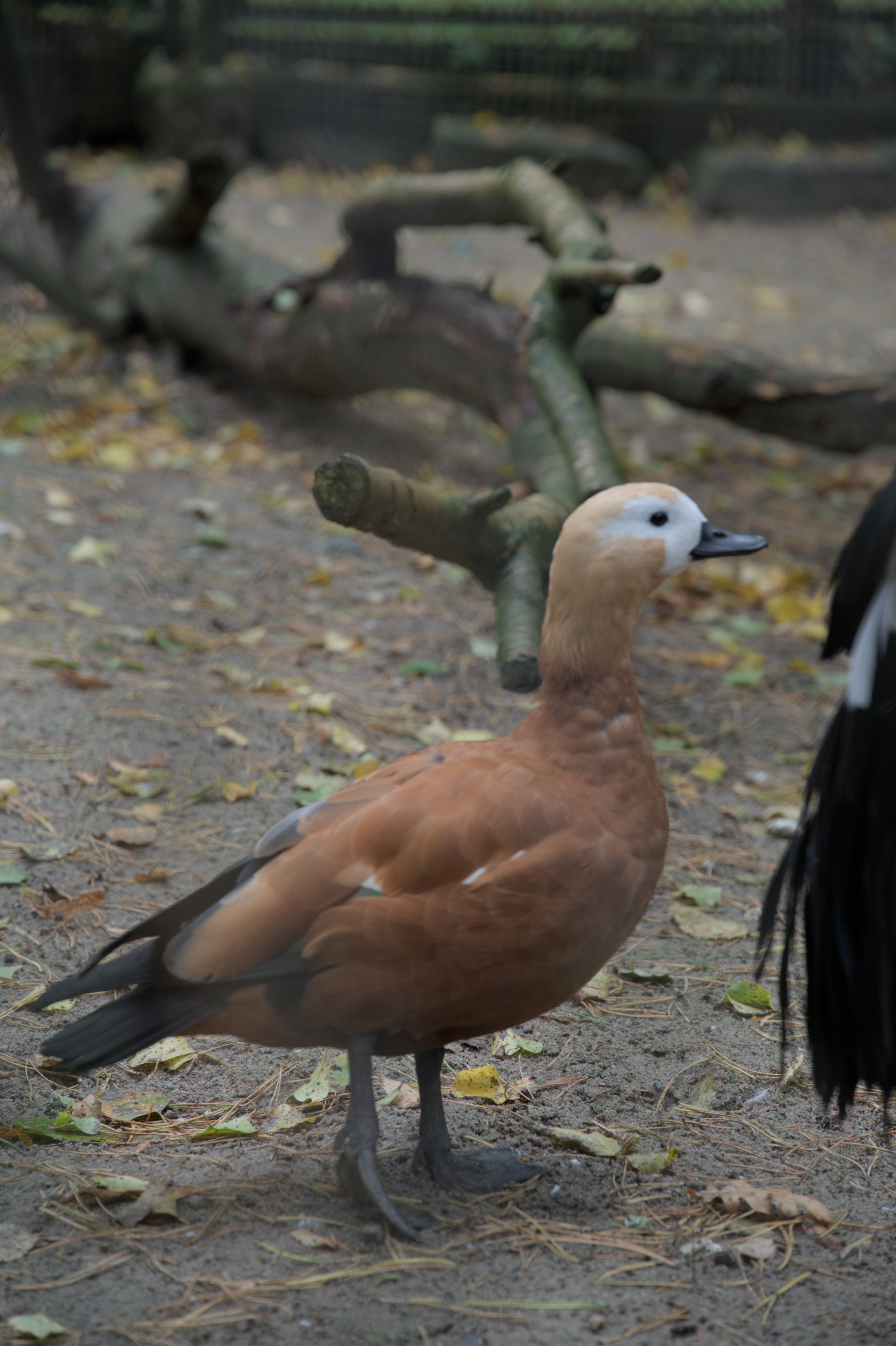 2025/10/12 - zoo/DSC_0090.jpg